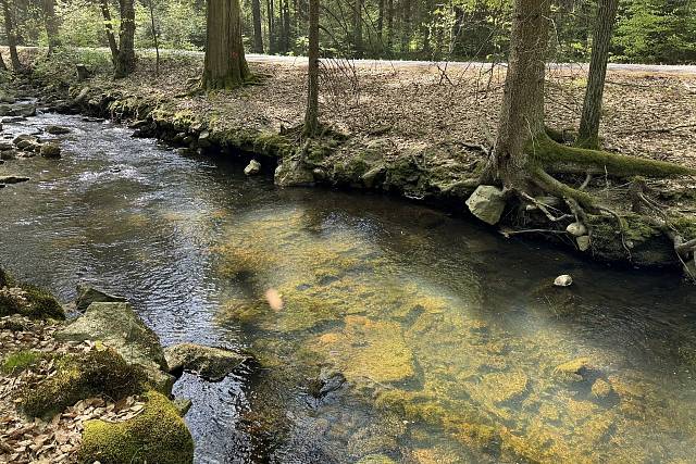 Padrťský potok - směr Dům přírody Brd (Tři Trubky)