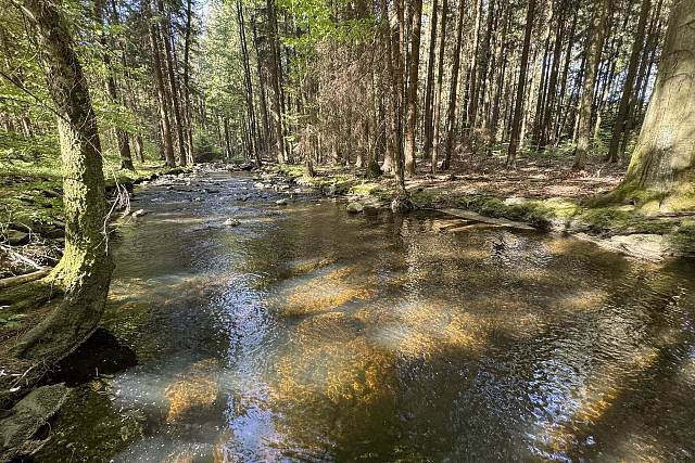 Padrťský potok - směr Dům přírody Brd (Tři Trubky)