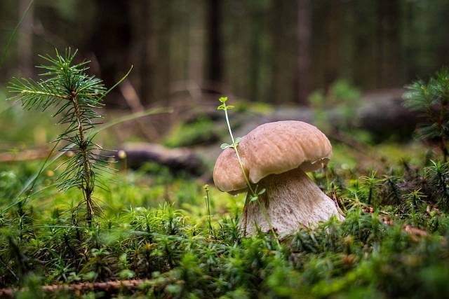 Pořídit si na focení foťák (zrcadlovku / bezzrcadlovku) nebo si vystačit jen s telefonem?