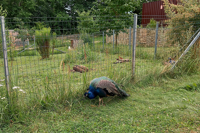 Zoo Na Hrádečku (Jindřichův Hradec)