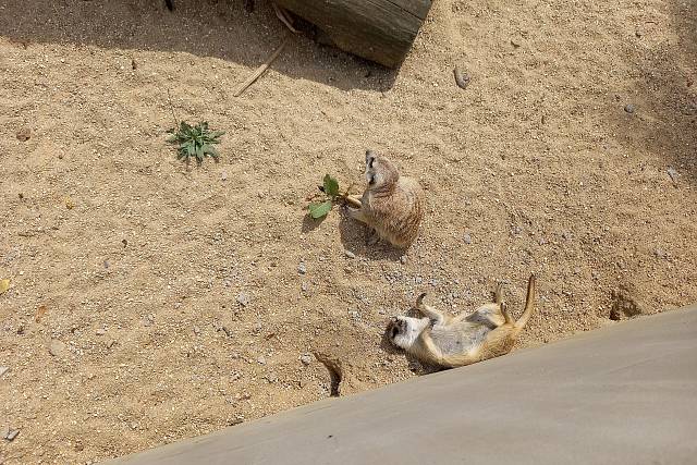 Zoo Na Hrádečku (Jindřichův Hradec)