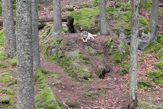 Šumava - Vlčí výběh, hrad Velhartice a Kašperk, Kašperské Hory, Čenkova pila