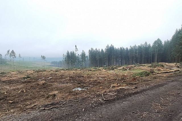 Březový vrch je vykácený