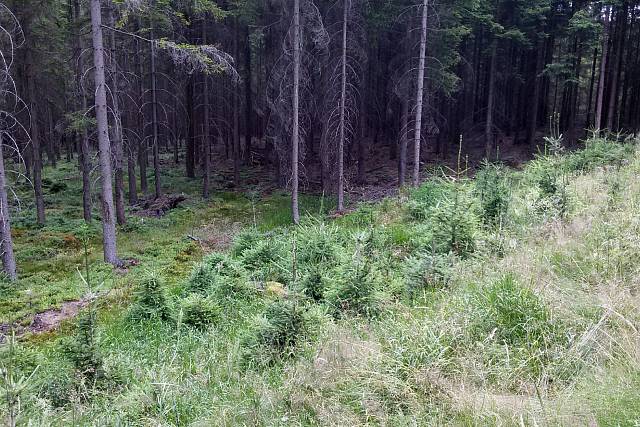 Studánka Pod Dlouhým vrchem