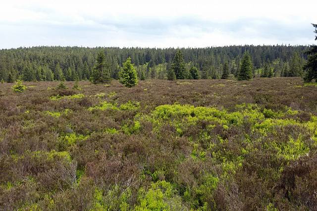 Jihovýchodní svah Toku