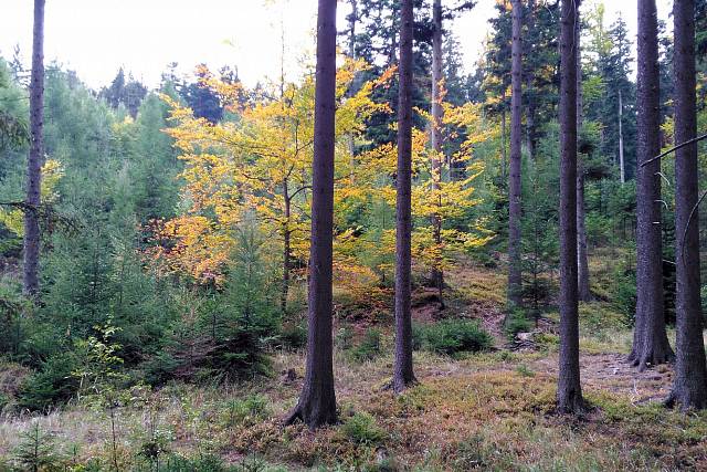 U Kočičí chaloupky