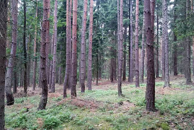 Nad Dvoreckým mlýnem