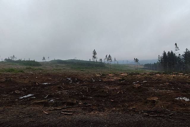 Březový vrch je vykácený