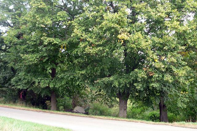 Tři lípy v Hrachovišti