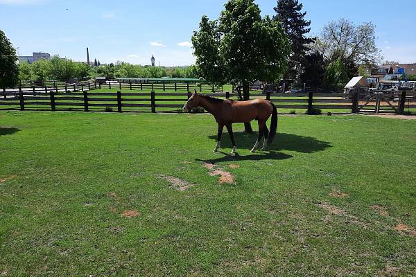 Černá ovce v Plzni