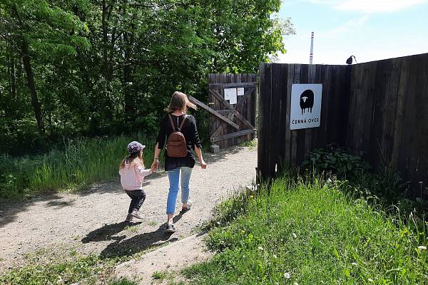 Černá ovce v Plzni