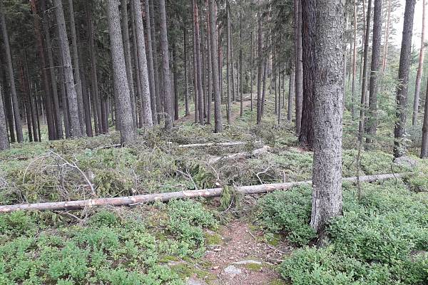 Na kole: Úsek Velký Kámen - Vlč - Bahna (Brdy)