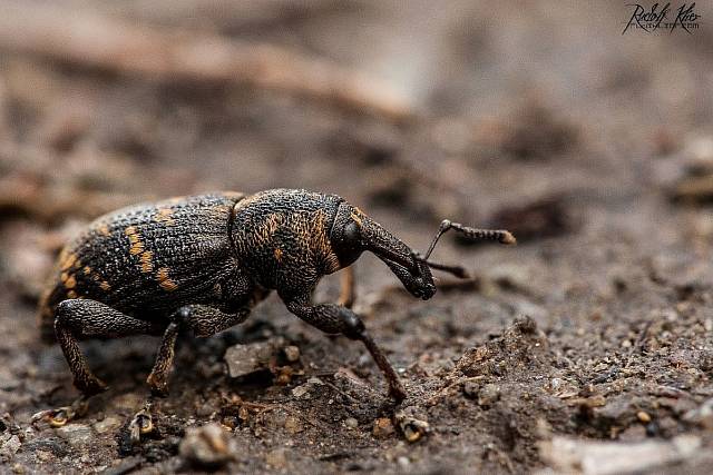 477705_330346847094336_689548199_o.jpg_backup