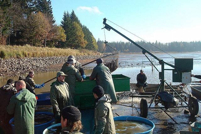vylov-padrtskeho-rybnika